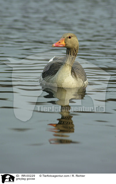 greylag goose / RR-00229