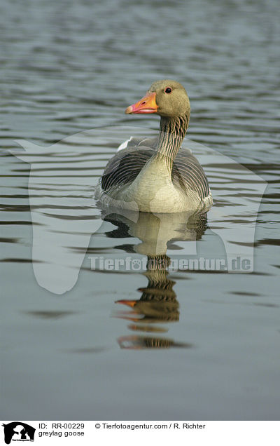 Graugans / greylag goose / RR-00229