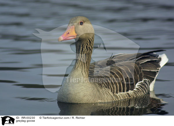 greylag goose / RR-00230