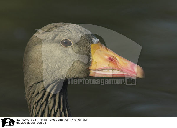 Graugans Portrait / graylag goose portrait / AW-01022