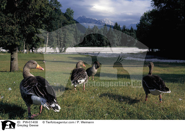 Greylag Geese / PW-01408