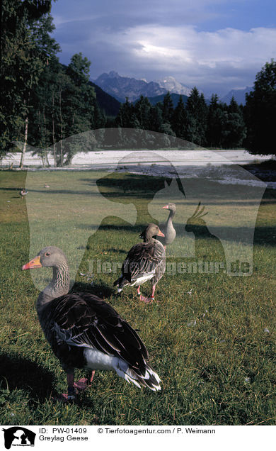 Greylag Geese / PW-01409