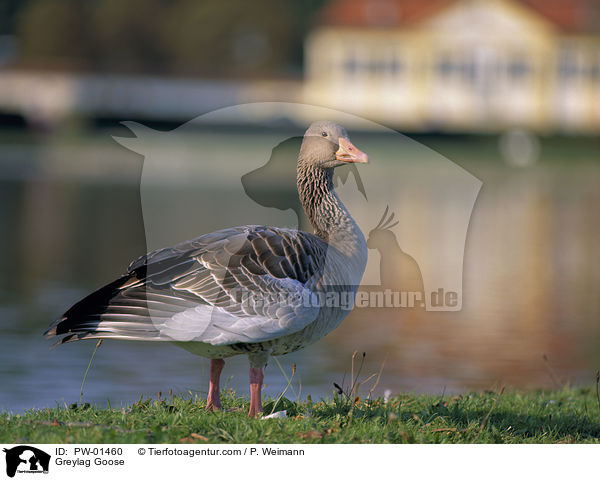 Greylag Goose / PW-01460