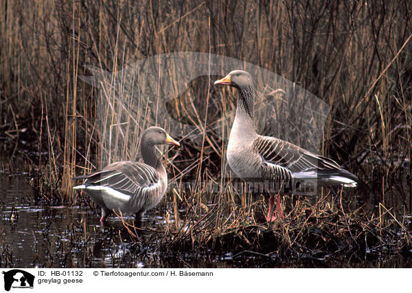 Graugnse / greylag geese / HB-01132