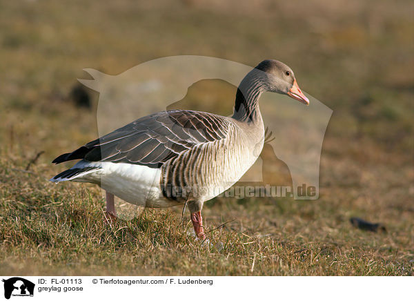 Graugans / greylag goose / FL-01113