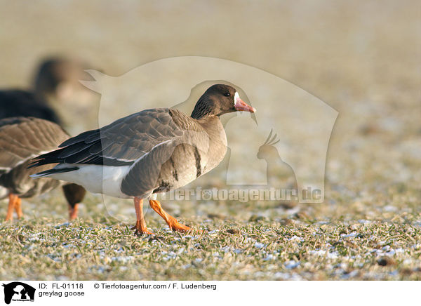 Graugans / greylag goose / FL-01118