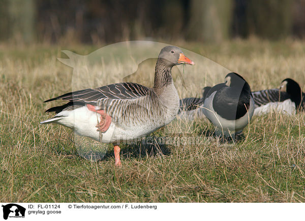 greylag goose / FL-01124