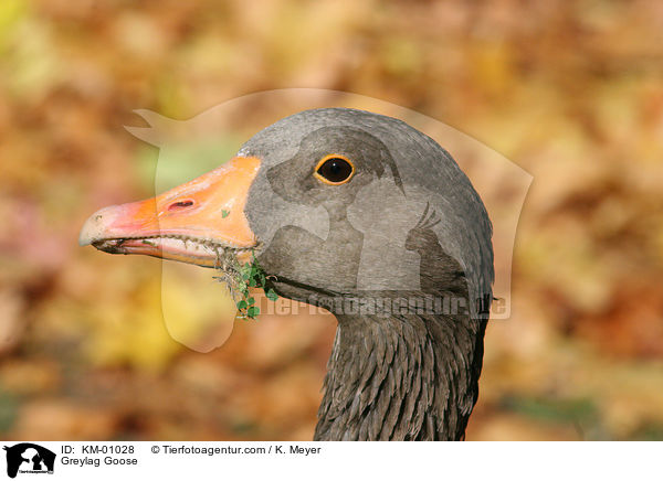 Graugans / Greylag Goose / KM-01028