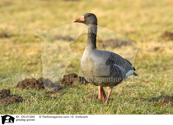 Graugans / greylag goose / DV-01260