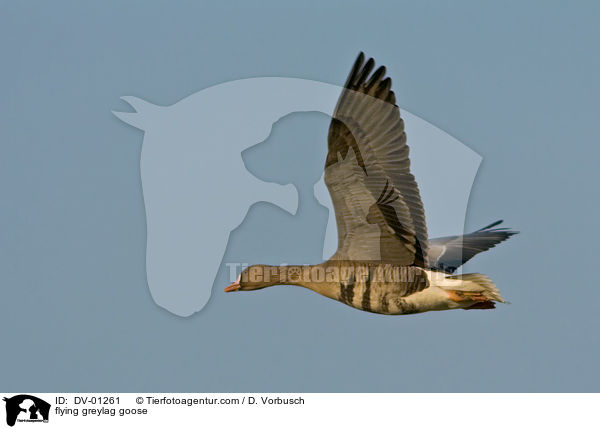 flying greylag goose / DV-01261