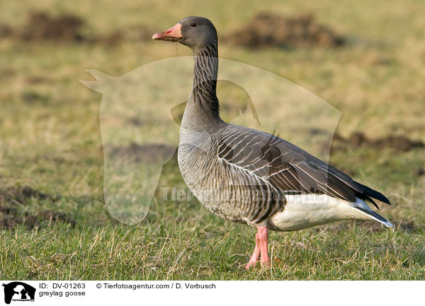 greylag goose / DV-01263