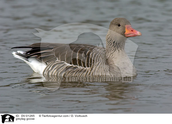 greylag goose / DV-01265