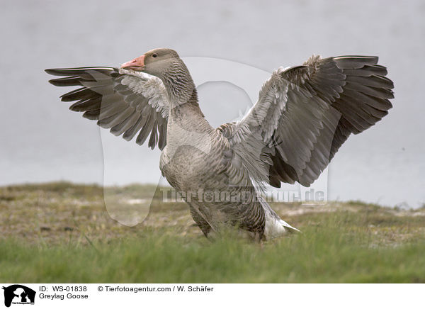 Graugans / Greylag Goose / WS-01838