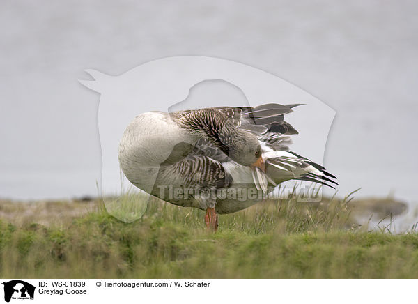 Greylag Goose / WS-01839