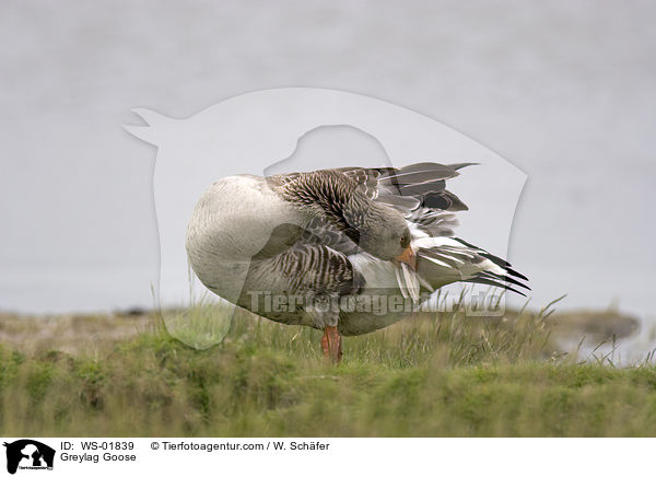 Graugans / Greylag Goose / WS-01839