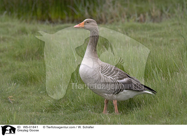 Graugans / Greylag Goose / WS-01841