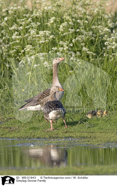 Greylag Goose Family / WS-01843