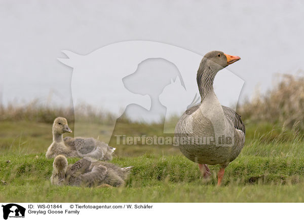 Greylag Goose Family / WS-01844