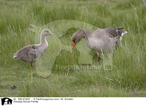 Greylag Goose Family / WS-01845