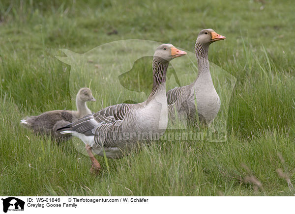 Greylag Goose Family / WS-01846
