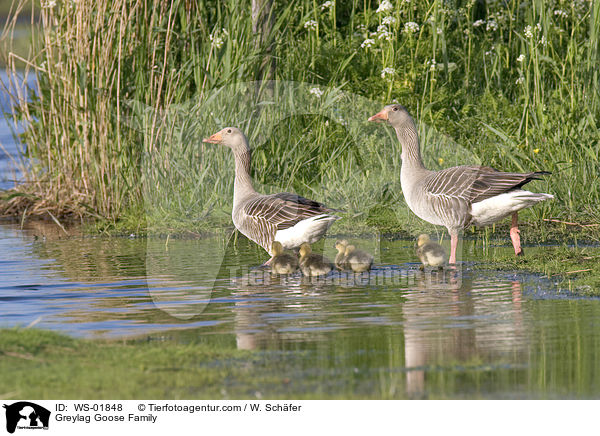 Graugans Familie / Greylag Goose Family / WS-01848