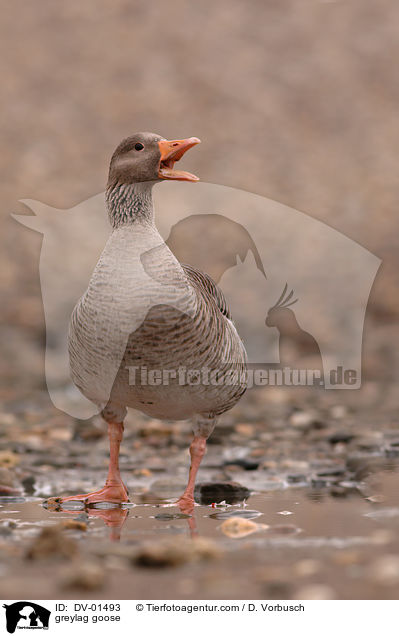 greylag goose / DV-01493