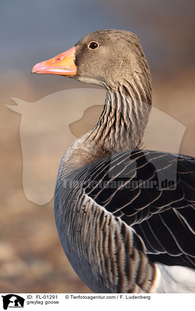 greylag goose / FL-01291