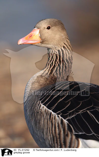 greylag goose / FL-01292