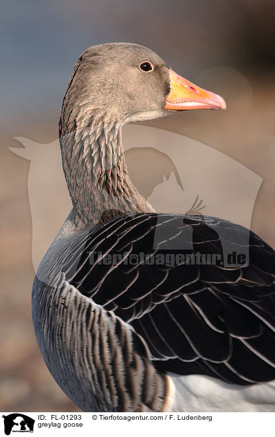 greylag goose / FL-01293