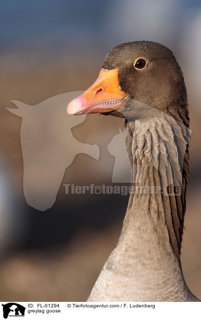 greylag goose / FL-01294