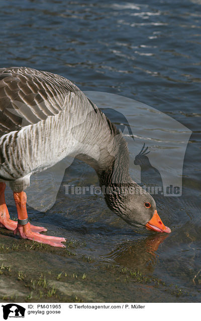 greylag goose / PM-01965