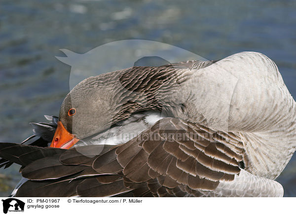Graugans / greylag goose / PM-01967