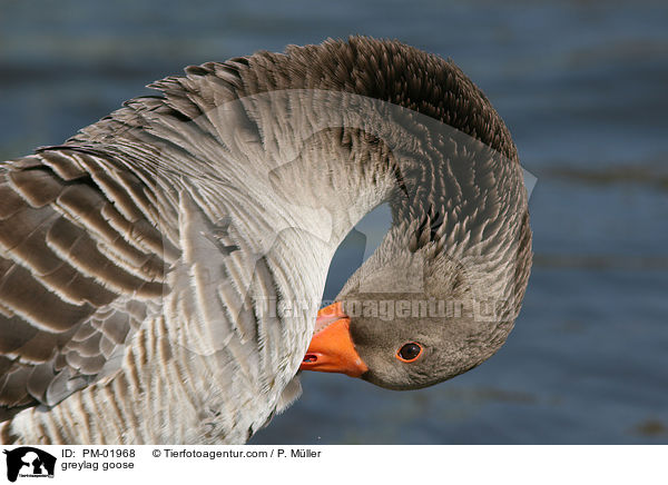 greylag goose / PM-01968