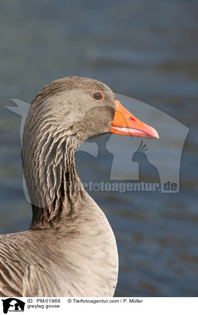 greylag goose / PM-01969