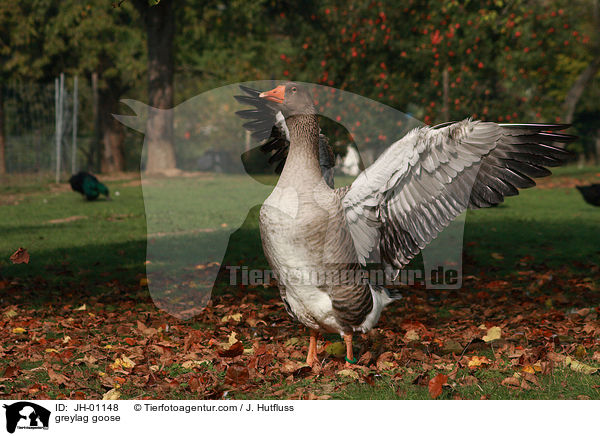 Graugans / greylag goose / JH-01148