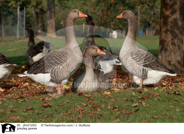 greylag geese / JH-01203