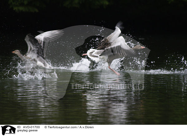 Graugnse / greylag geese / AVD-01700