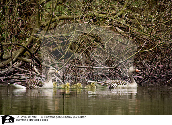 swimming greylag geese / AVD-01790