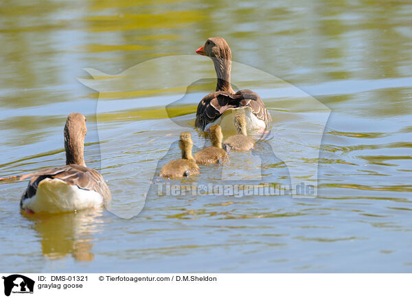 Graugans / graylag goose / DMS-01321