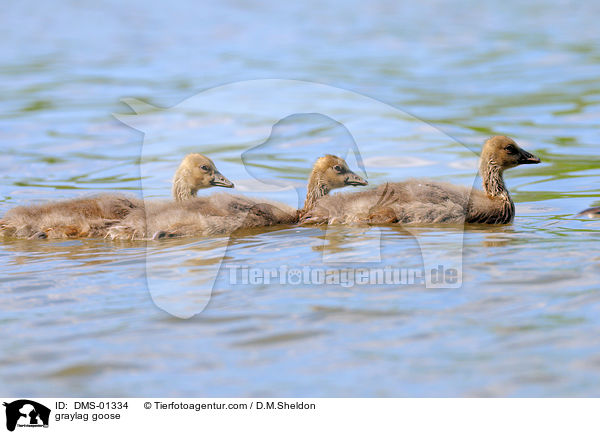 graylag goose / DMS-01334