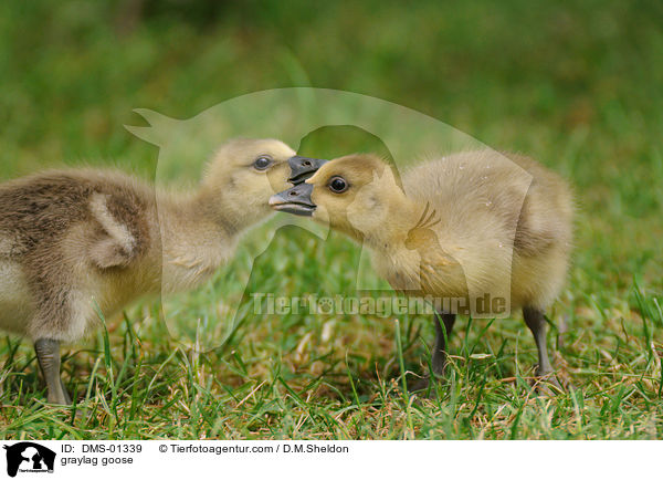 Graugans / graylag goose / DMS-01339