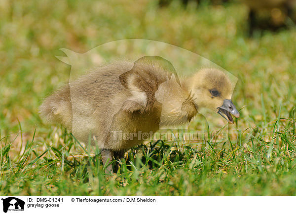 Graugans / graylag goose / DMS-01341