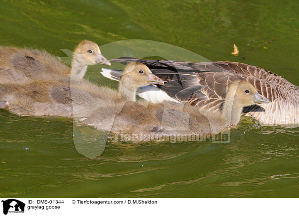 Graugans / graylag goose / DMS-01344