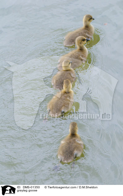 Graugans / graylag goose / DMS-01350