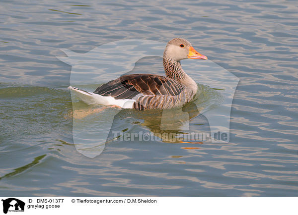 Graugans / graylag goose / DMS-01377