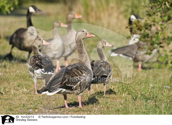 Graugnse / Greylag Geeses / HJ-02213