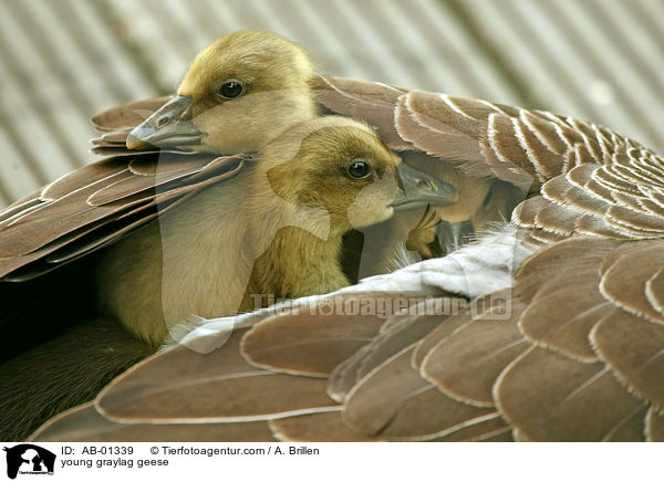 Grauganskken / young graylag geese / AB-01339