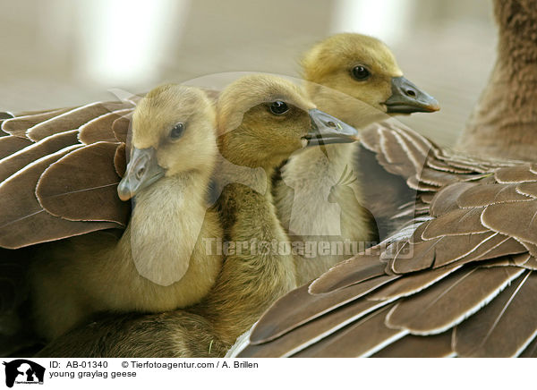 young graylag geese / AB-01340