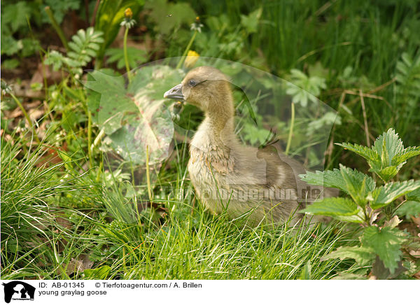 young graylag goose / AB-01345