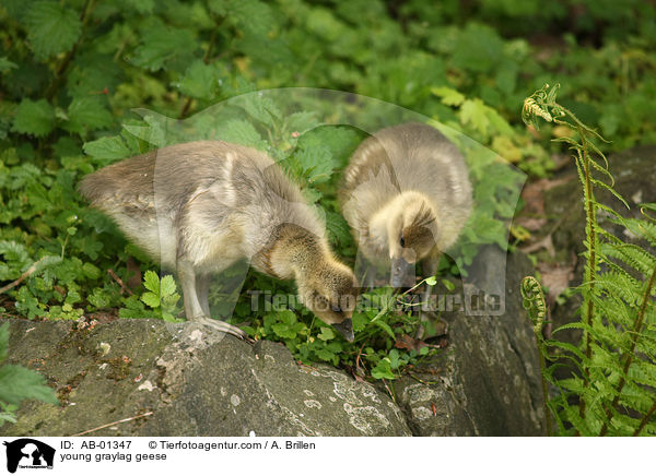 young graylag geese / AB-01347